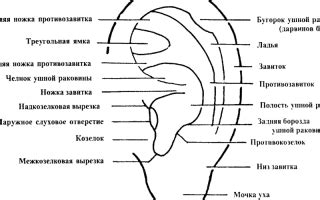 Факторы, влияющие на формирование ушной раковины