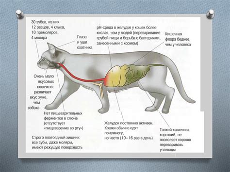 Физиологические особенности пищеварения кошек