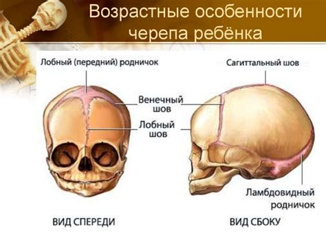 Физиологические особенности черепа и риск деформации