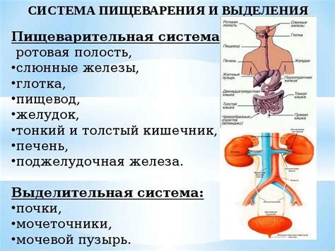 Физиологические факторы, вызывающие выделения