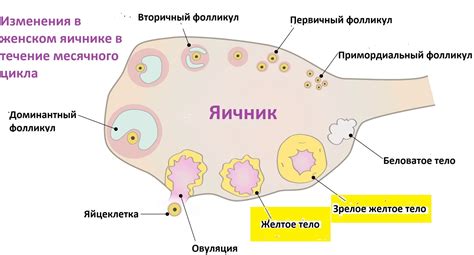 Физиологические факторы, обусловливающие отсутствие желтого тела