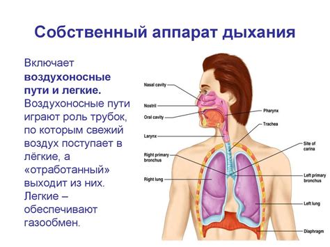 Физиология внешнего вида живота