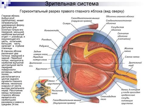 Физиология глаза и его непостижимые возможности