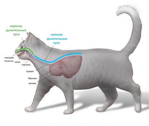 Физиология дыхания у кошек
