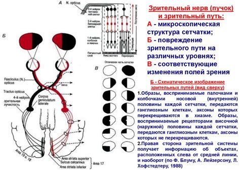 Физиология и научные исследования поцелуев в глаза