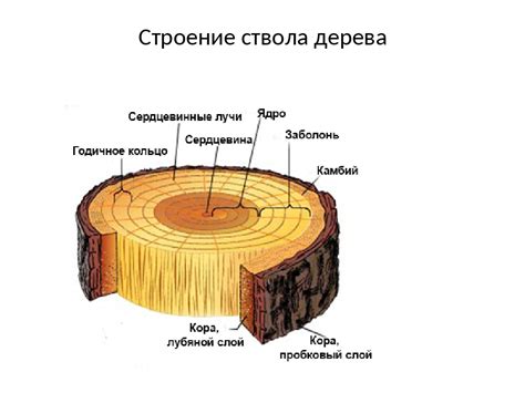 Физические свойства дерева