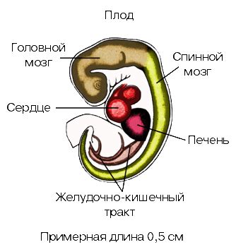 Физический рост, формирование тела, начало менструации