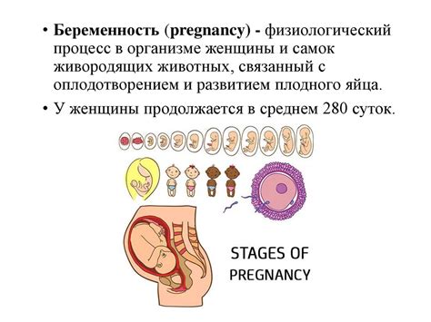 Физическое и неврологическое развитие плода