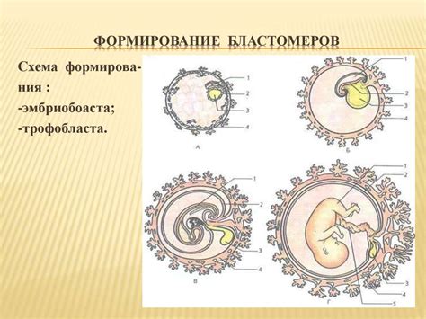 Формирование бластомеров