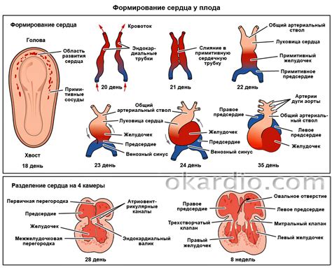 Формирование кровеносной системы у плода