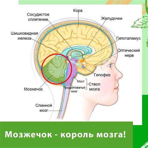 Формирование стволовой части головного мозга