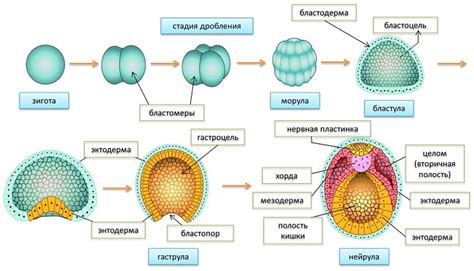 Формирование эмбриональных слоев