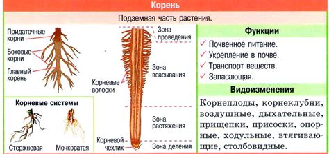 Формула и значение корня