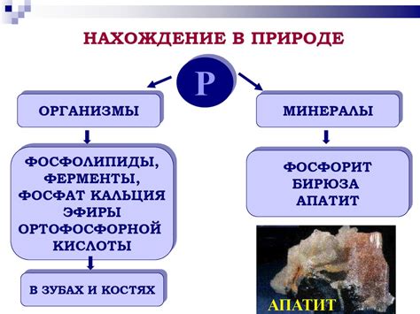 Фосфор: свойства и функции