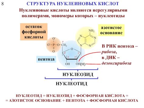 Фосфорная кислота: ключевой компонент ДНК