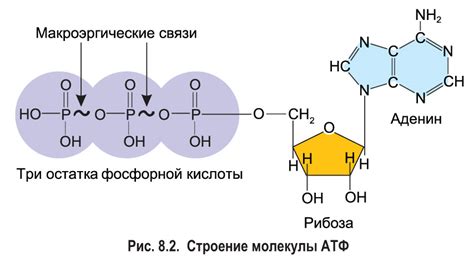 Фосфорная кислота: элемент ДНК молекулы