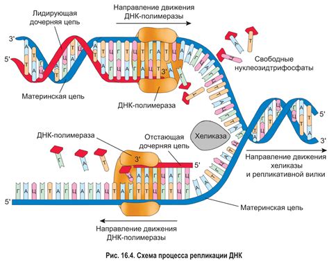 Фосфорная кислота в ДНК репликации