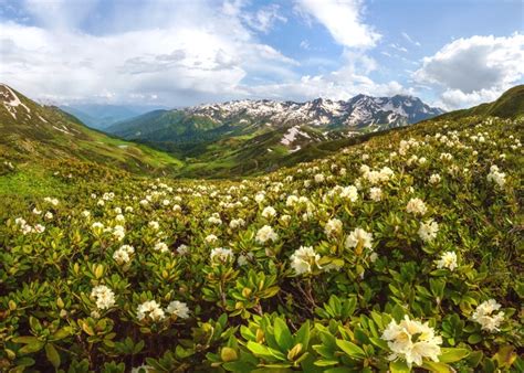 Фотографии альпийских лугов