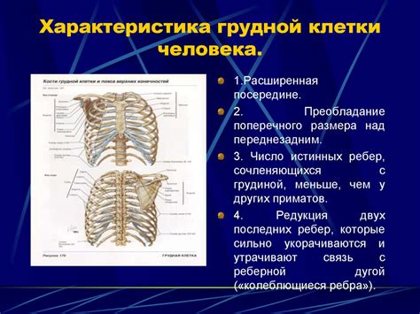 Функции грудной клетки у других видов животных