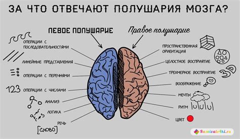 Функции левого полушария мозга