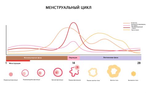 Функции прогестерона