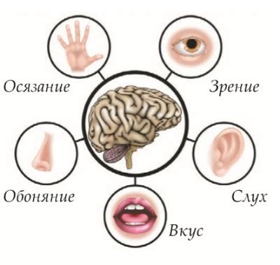 Функционирование органов чувств человека