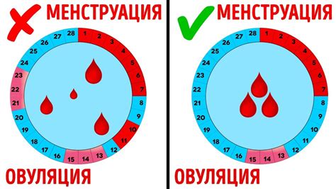 Цикл менструации и похудение