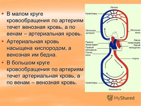 Циркуляция крови в организме