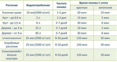 Частота полива туи после посадки