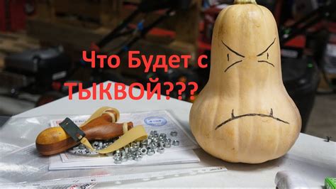 Что будет с зеленой тыквой после снятия