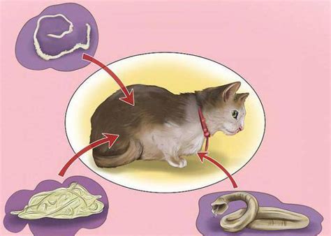 Что делать при обнаружении глистов у кошки