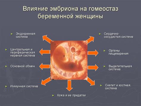 Что происходит во время беременности