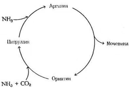 Что происходит при распаде аминокислот