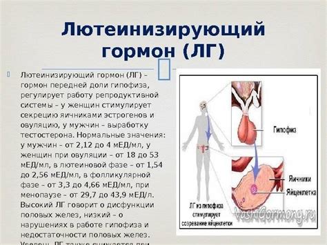 Что такое Лг гормон