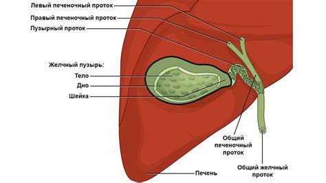 Что такое желчный пузырь и его роль в организме