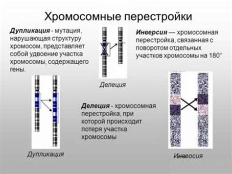 Что такое хромосомная мутация?