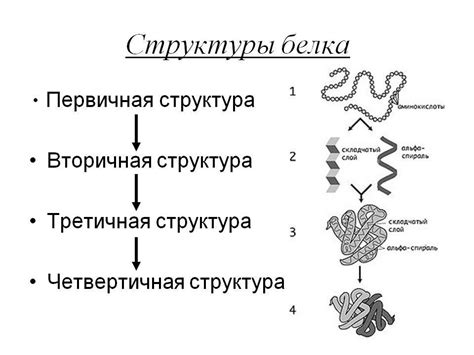 Что такое четвертичная структура белка