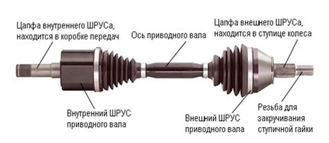 Что такое шрусы и где они находятся?