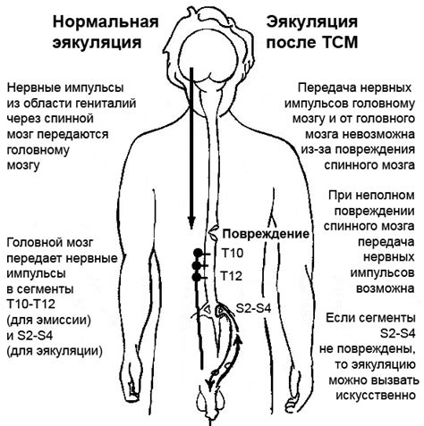 Что такое эякуляция?