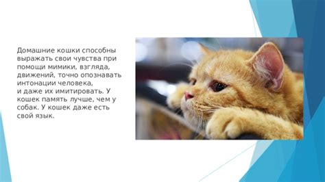 Чувства кошки при трагической потере котенка