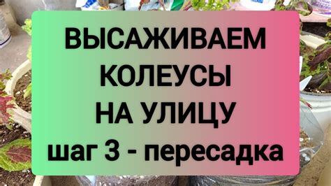 Шаг 3: Пересадка и оказание ухода