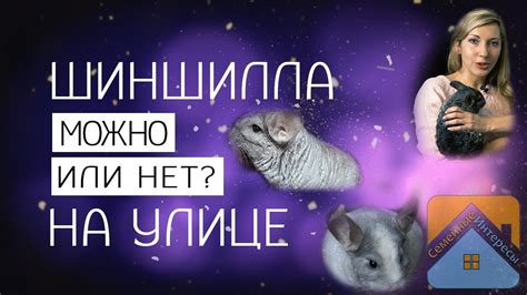 Шиншилла на улице: