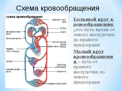 Щит для сердца и сосудов: обеспечение кровообращения в идеальном состоянии