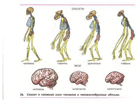 Эволюционное происхождение