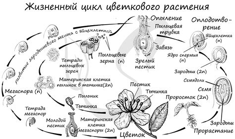 Эволюционные преимущества цветковых растений