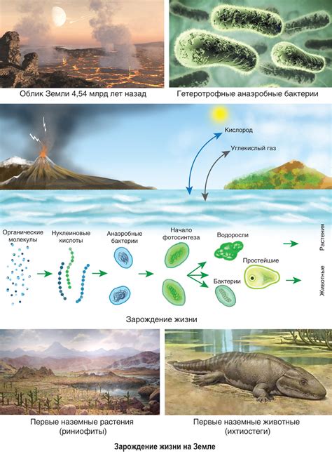 Эволюция и появление первых живых организмов