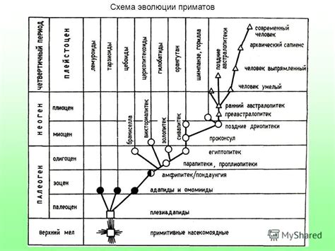 Эволюция приматов