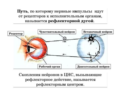 Эволюция чувств: остаточное рефлекторное действие