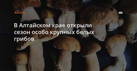 Экологическая среда грибов в Алтайском крае