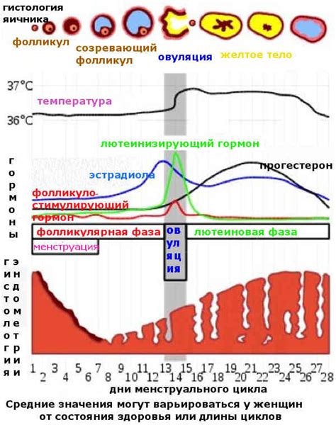 Эндометрий после овуляции